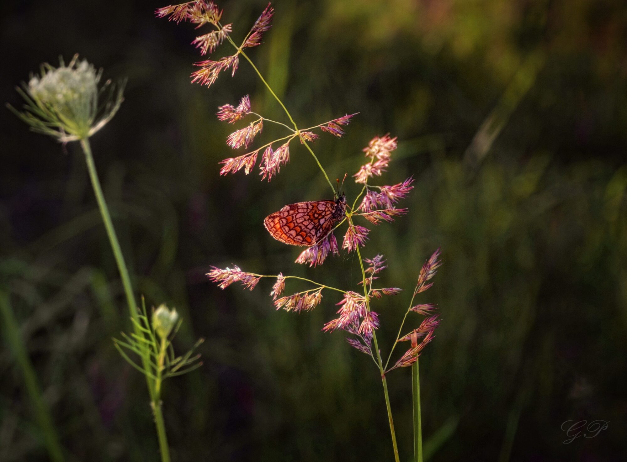 Spotted Butterfly