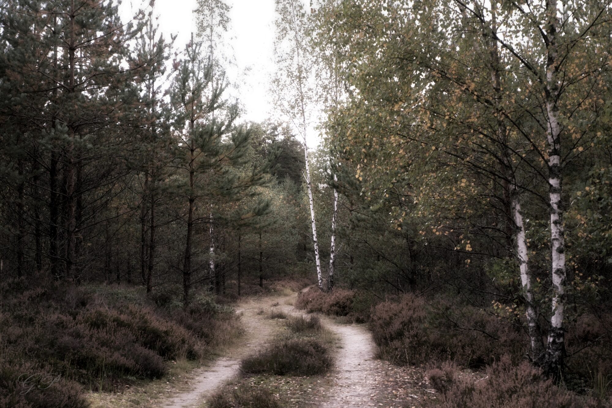 Forest Landscape in Autumn