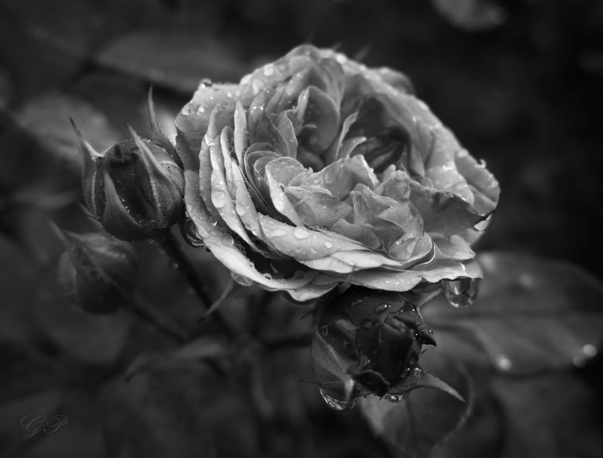 Rose with Rain Drops