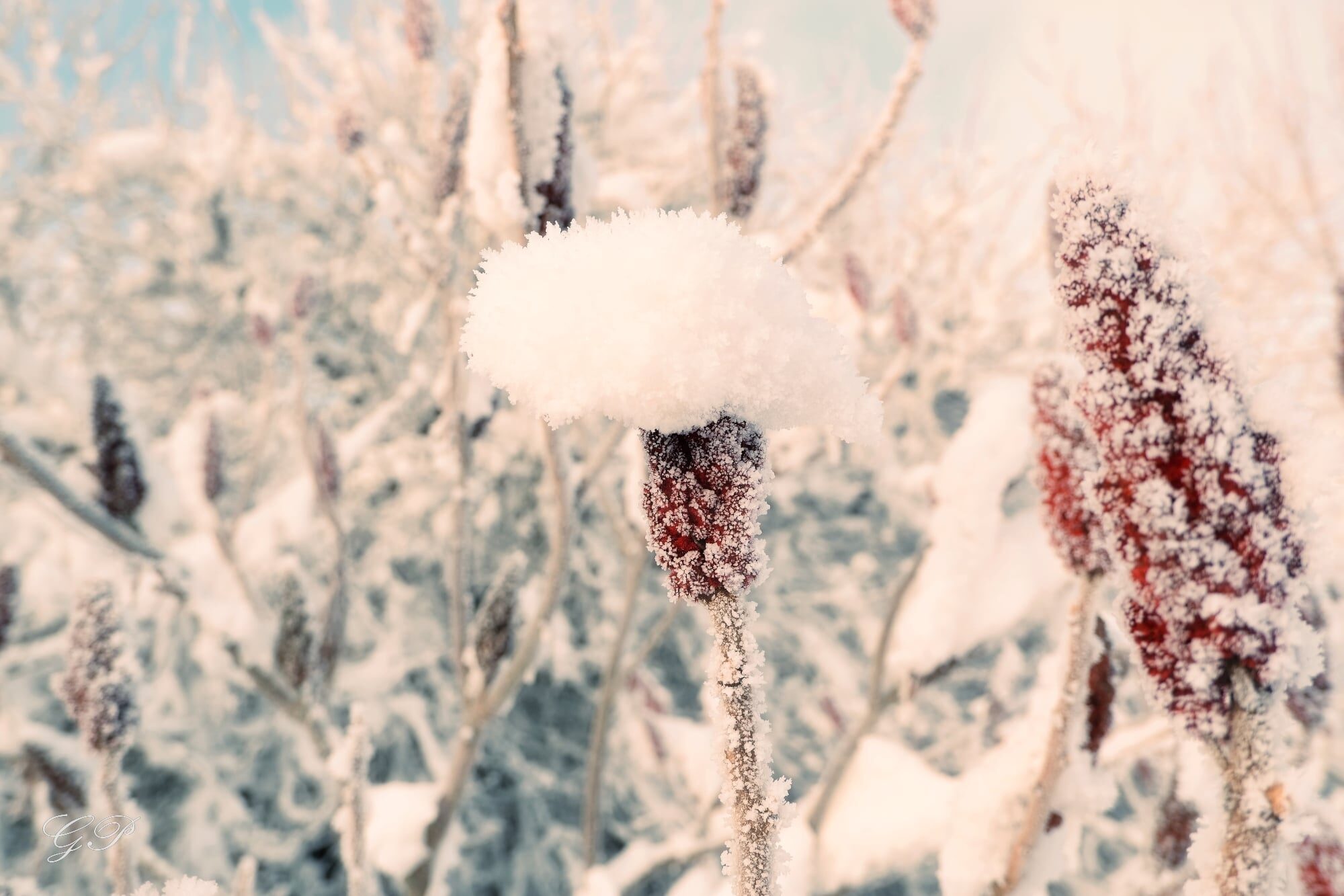 Winter Garden