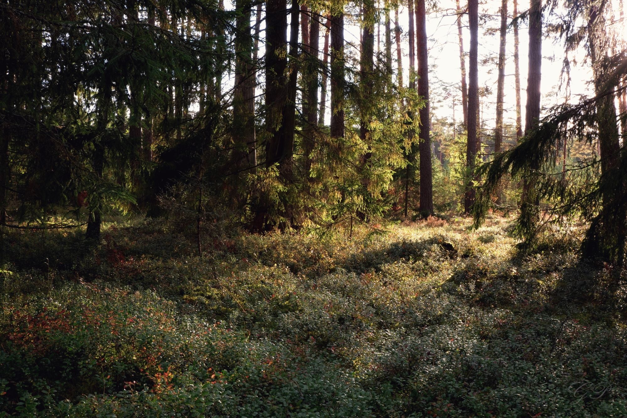 Morning in the Forest