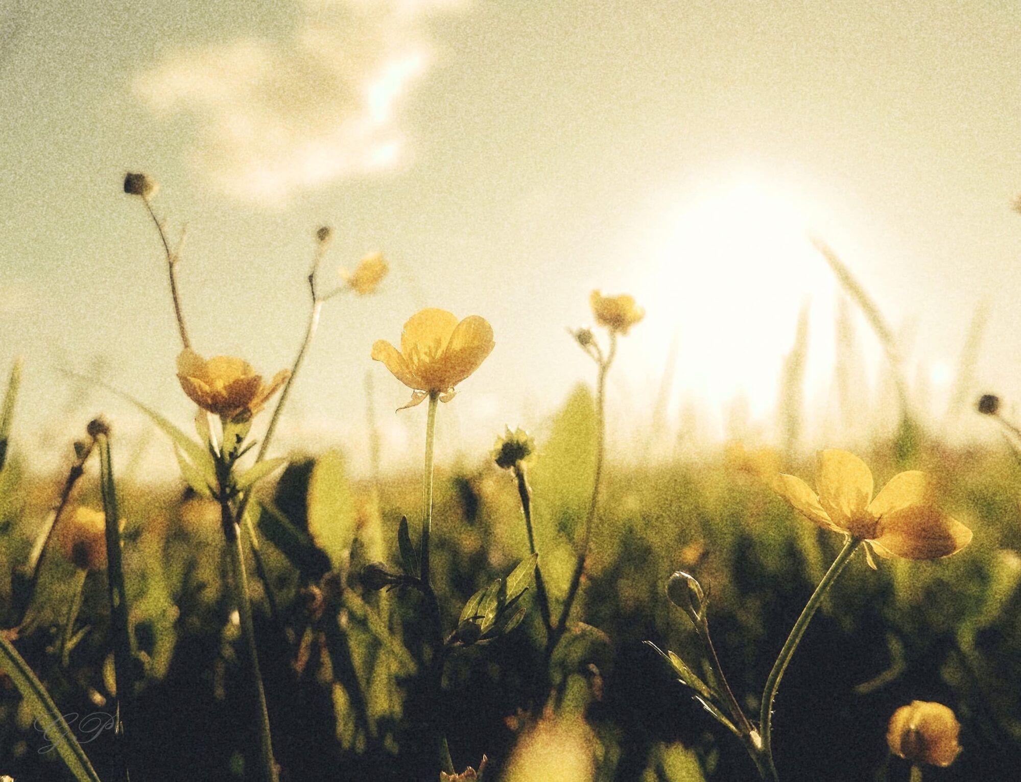 Sunny Summer Meadow