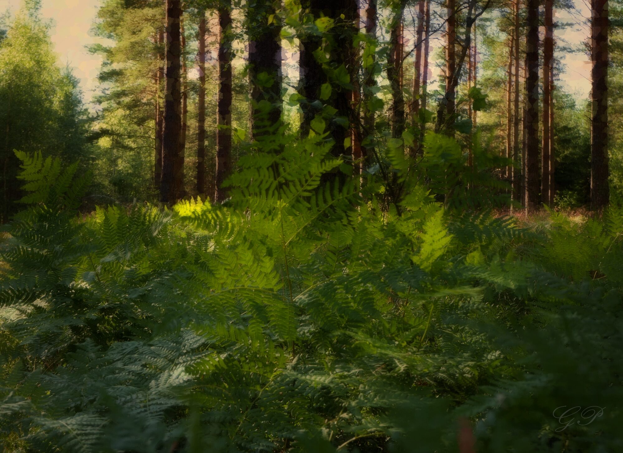 Ferns In Forest