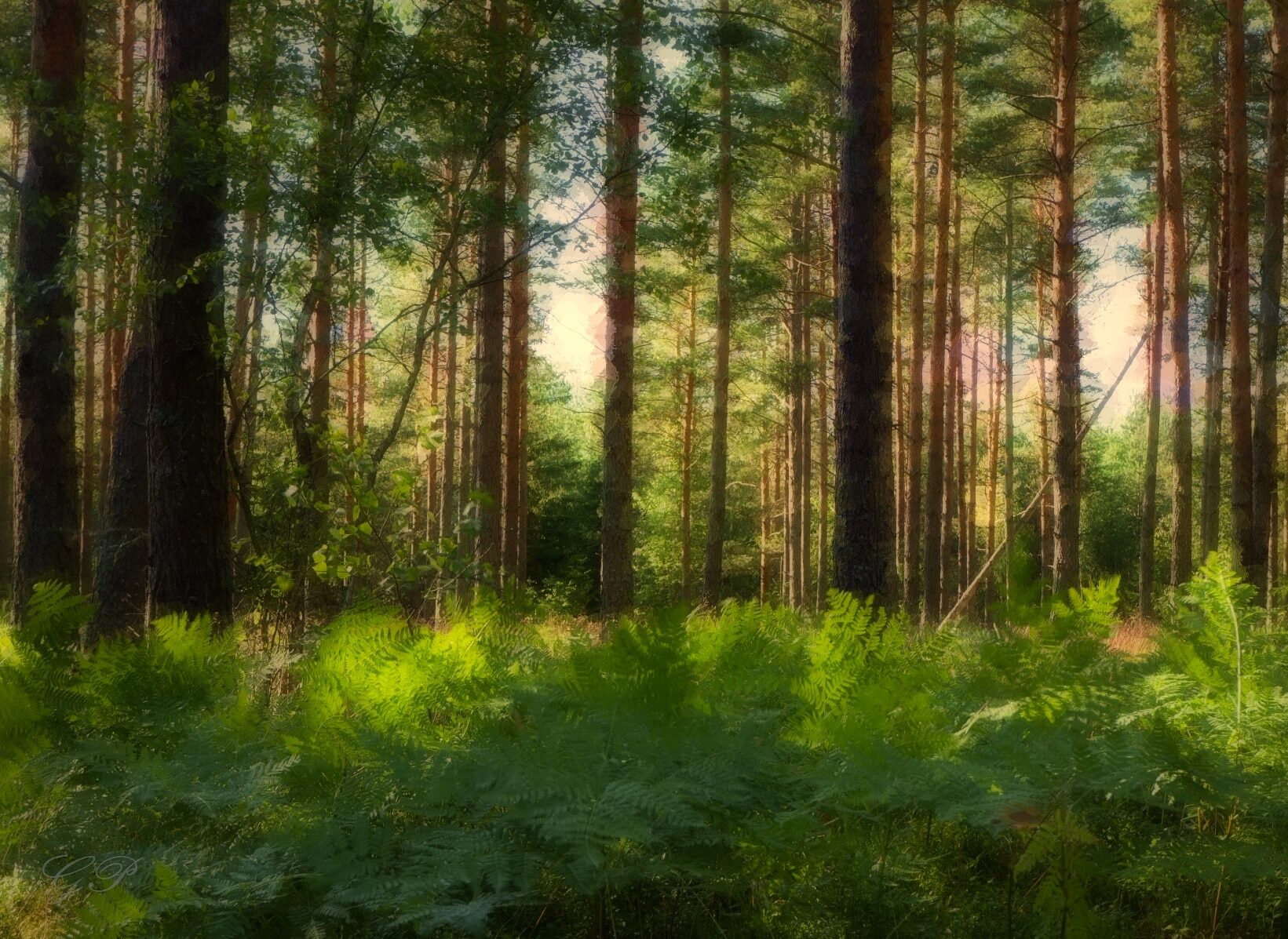 Ferns in Forest