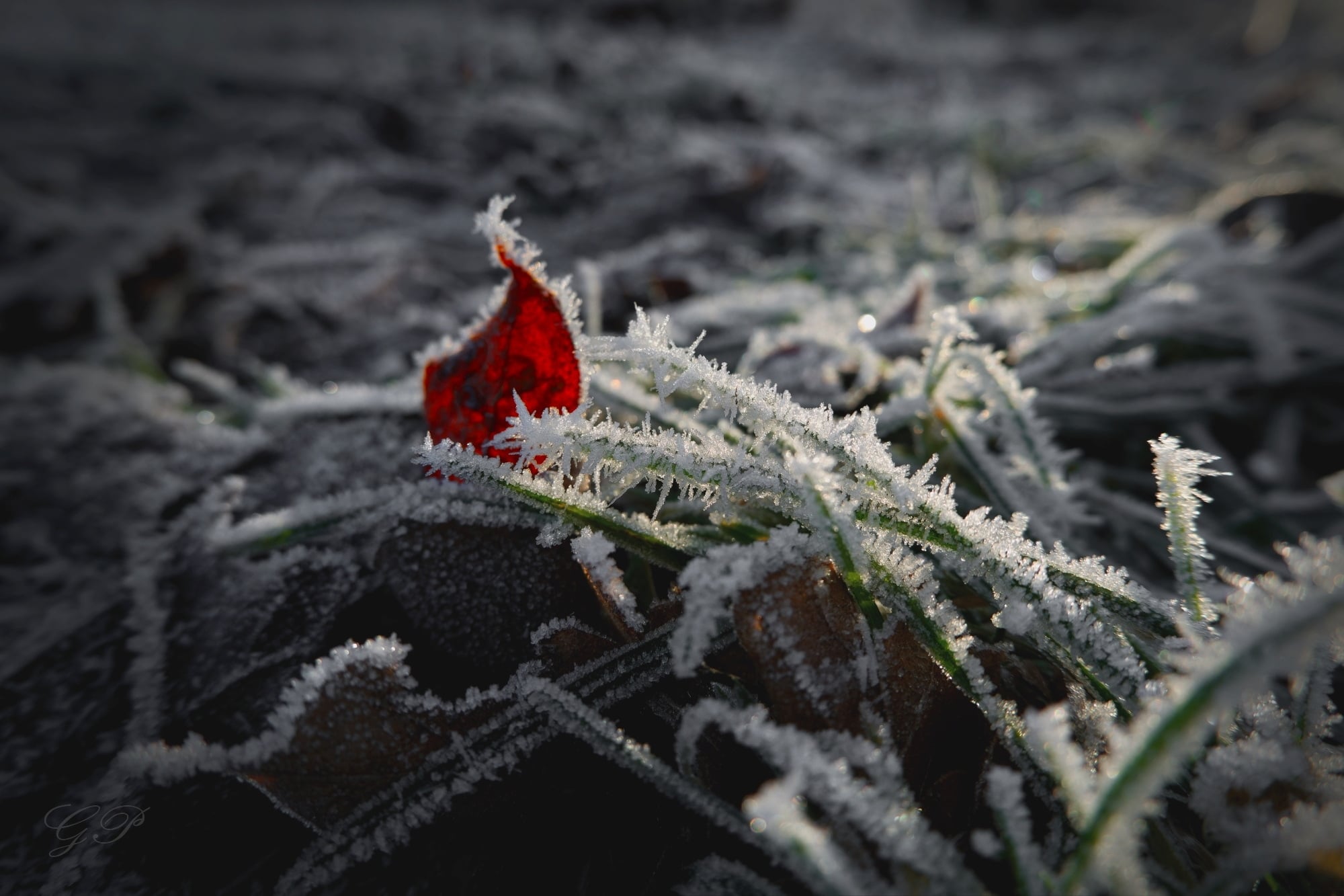 Frost in meadow