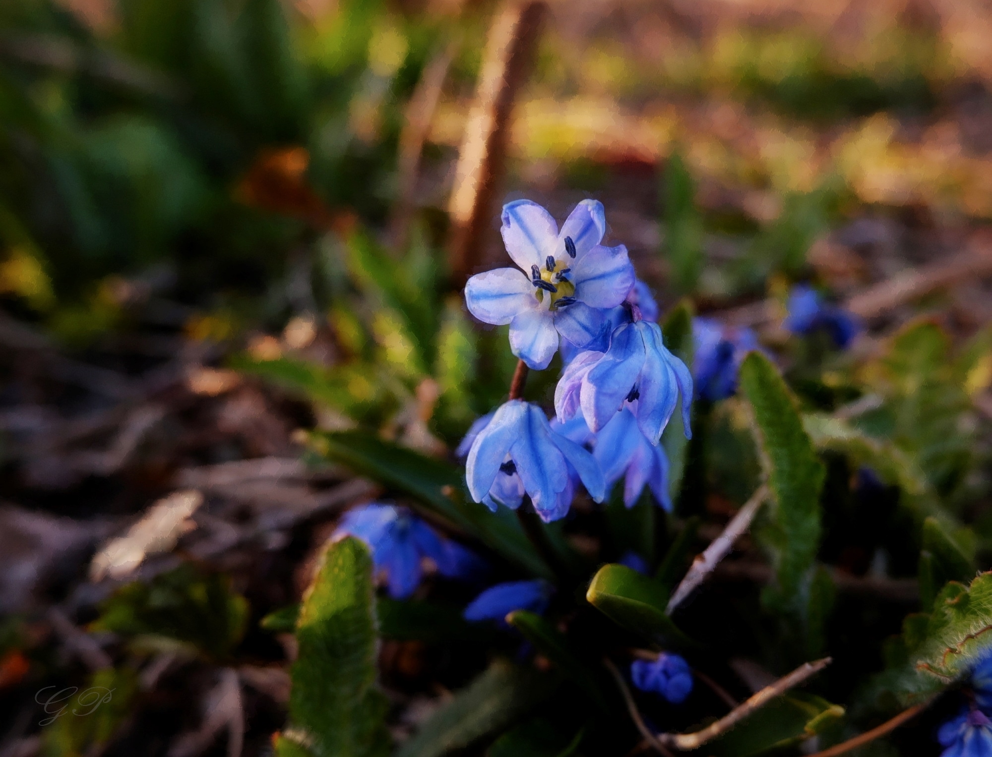 Blue Snowdrops