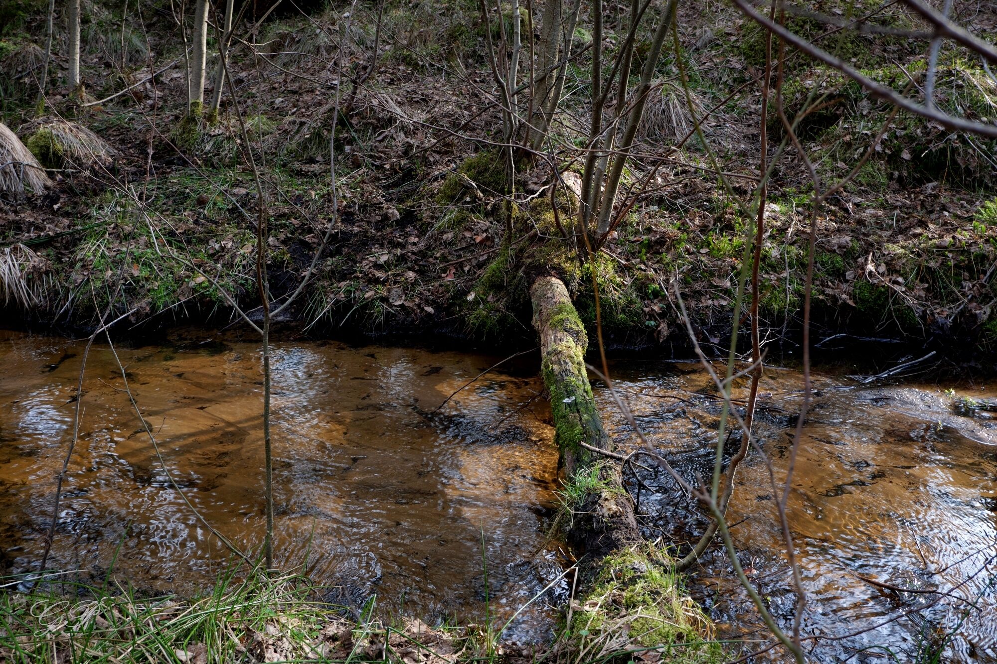 Forest Stream in April