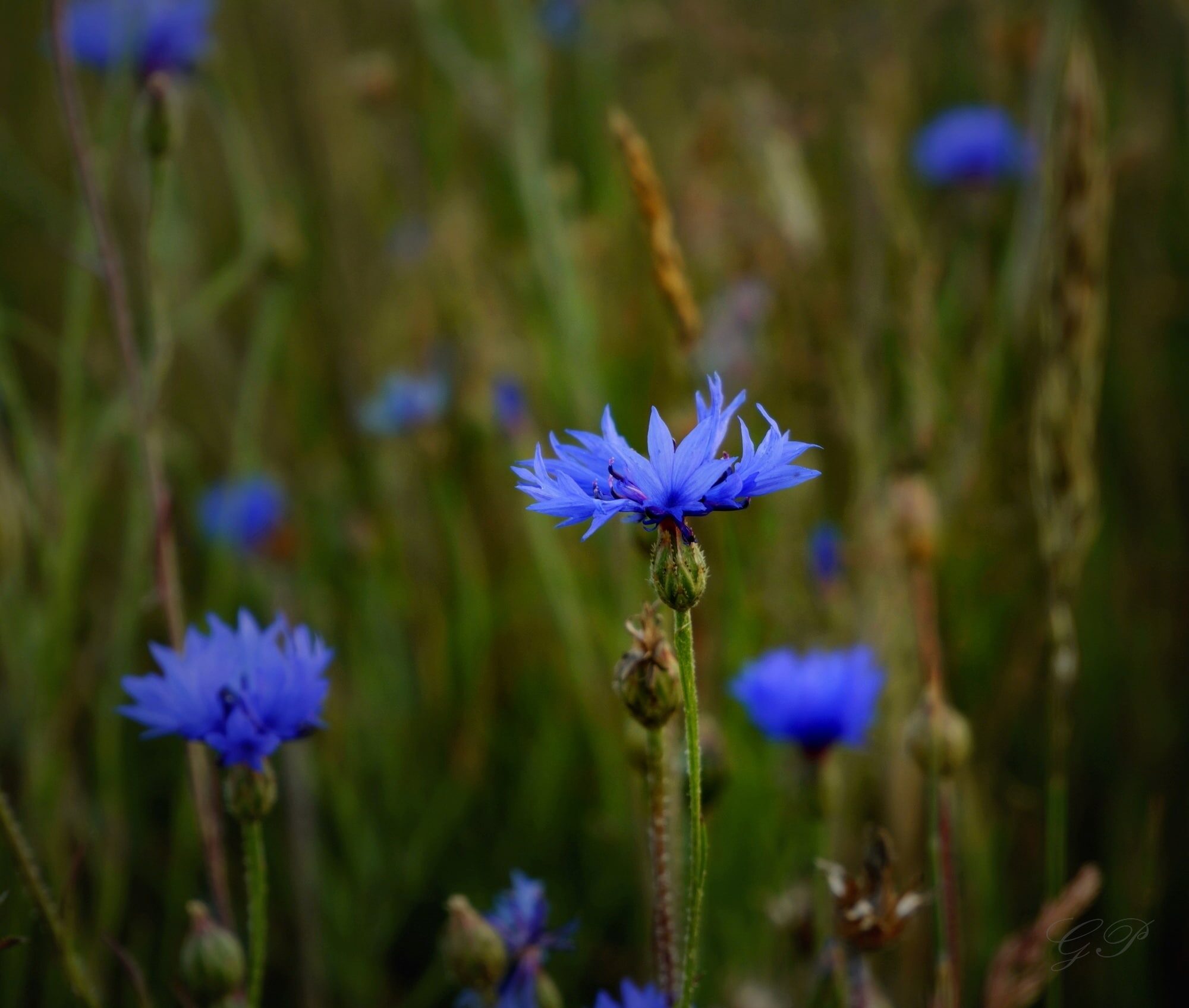 Centaurea cyanus