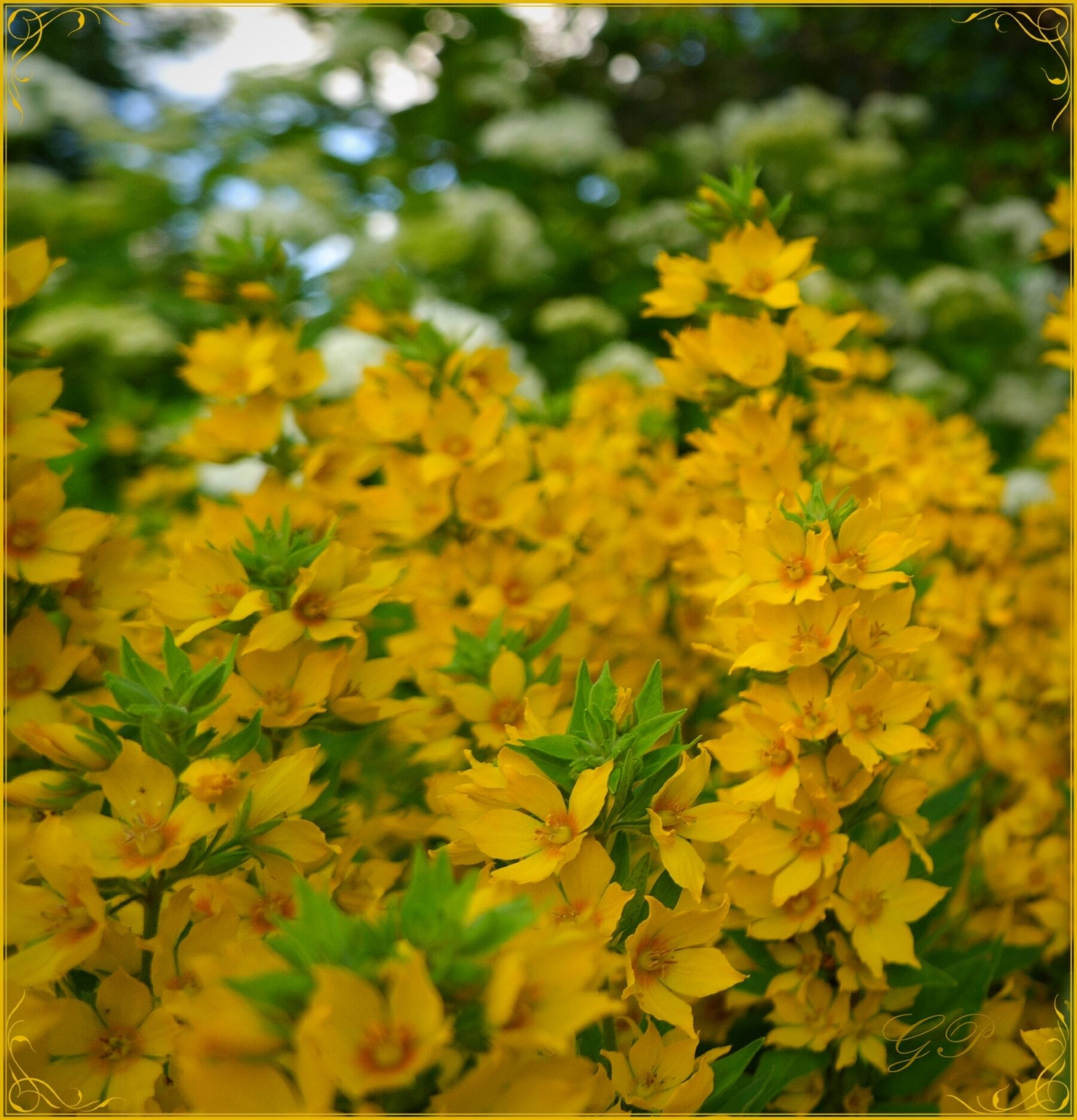 July in the Garden