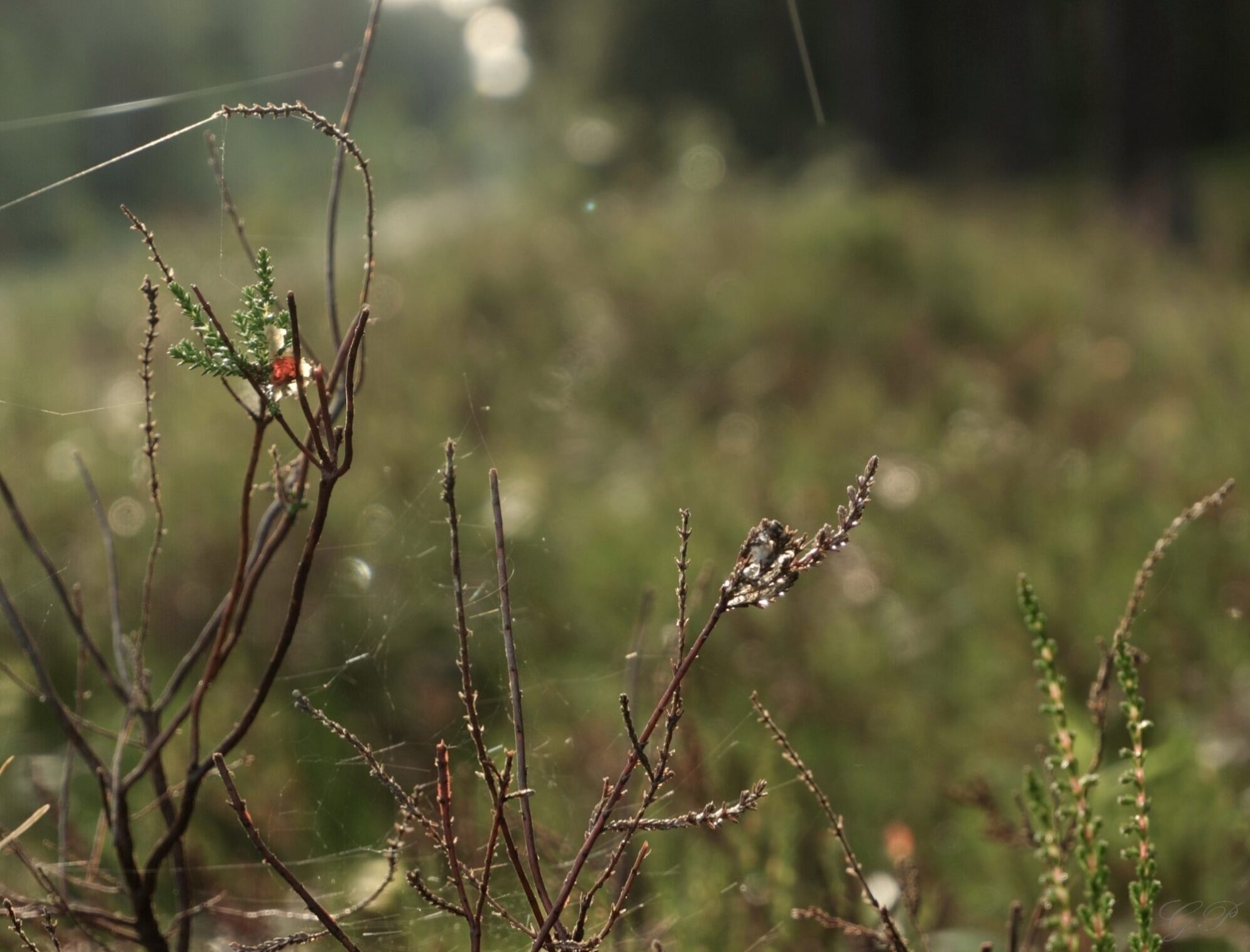 Patterns Woven of Nature