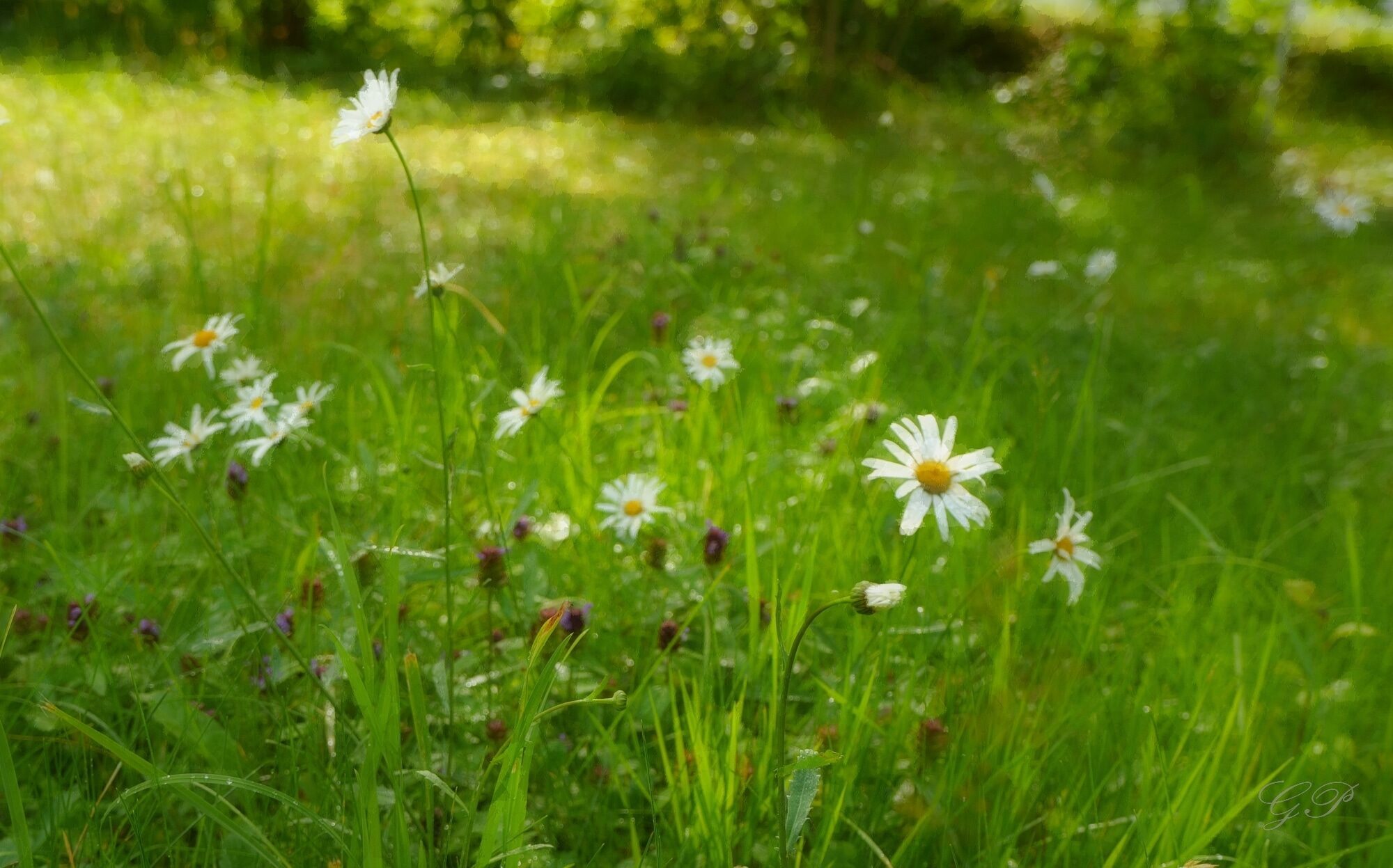 The Sunny Summer