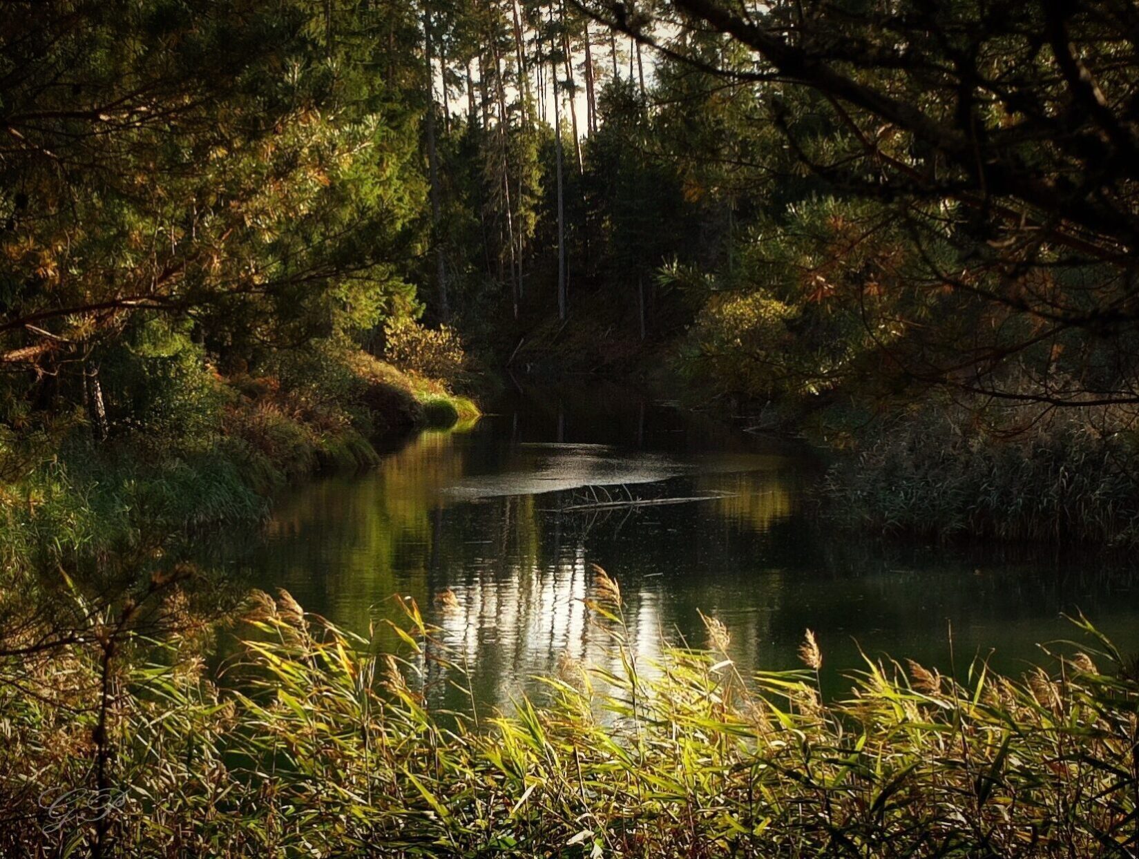 A Calm River in the Woods