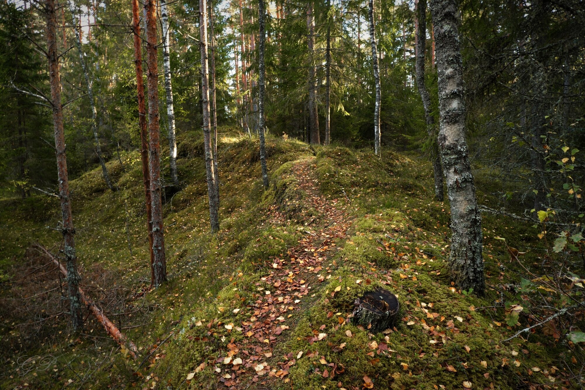 Forest Trail in Autumn