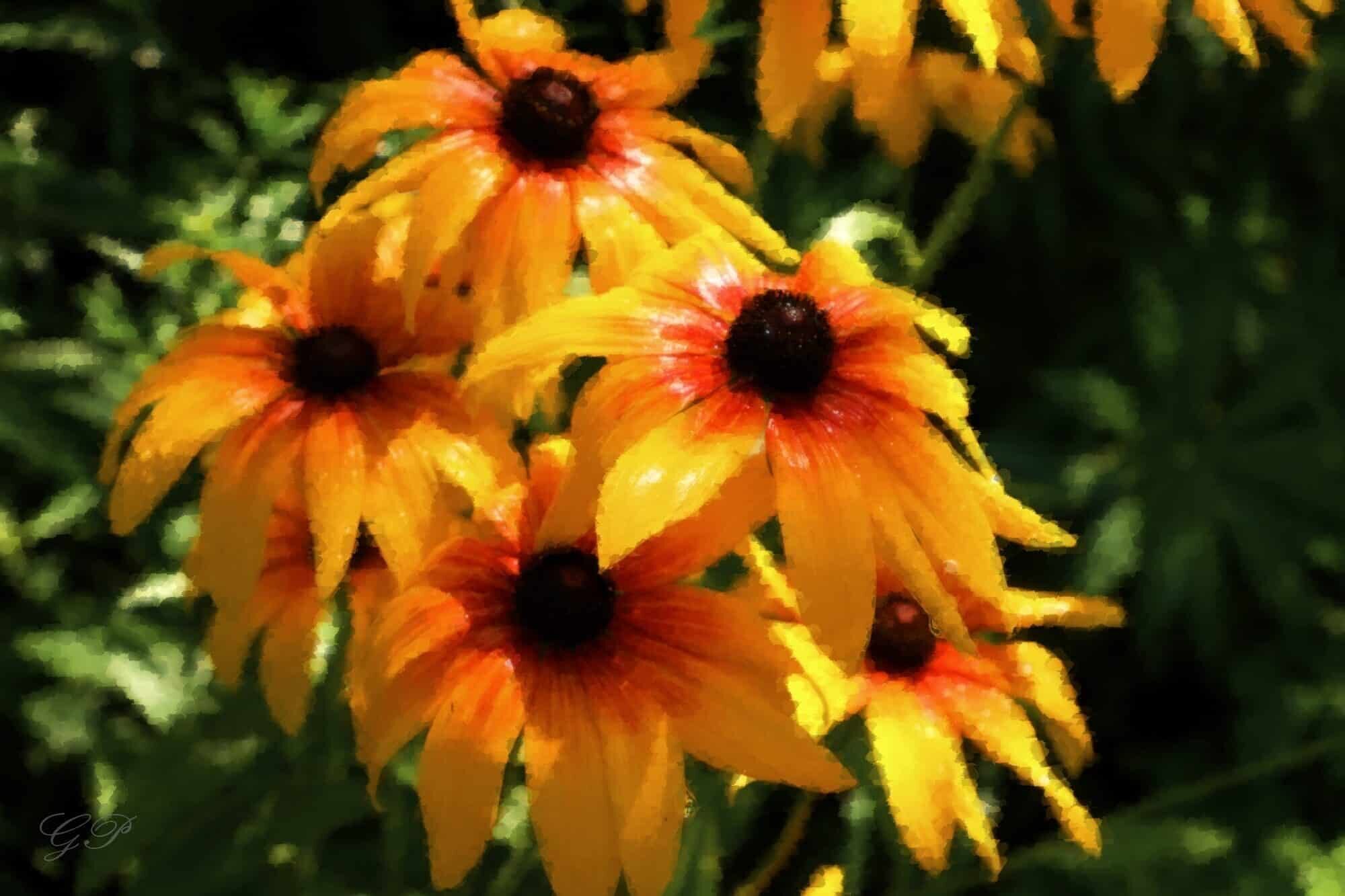 Rudbeckias