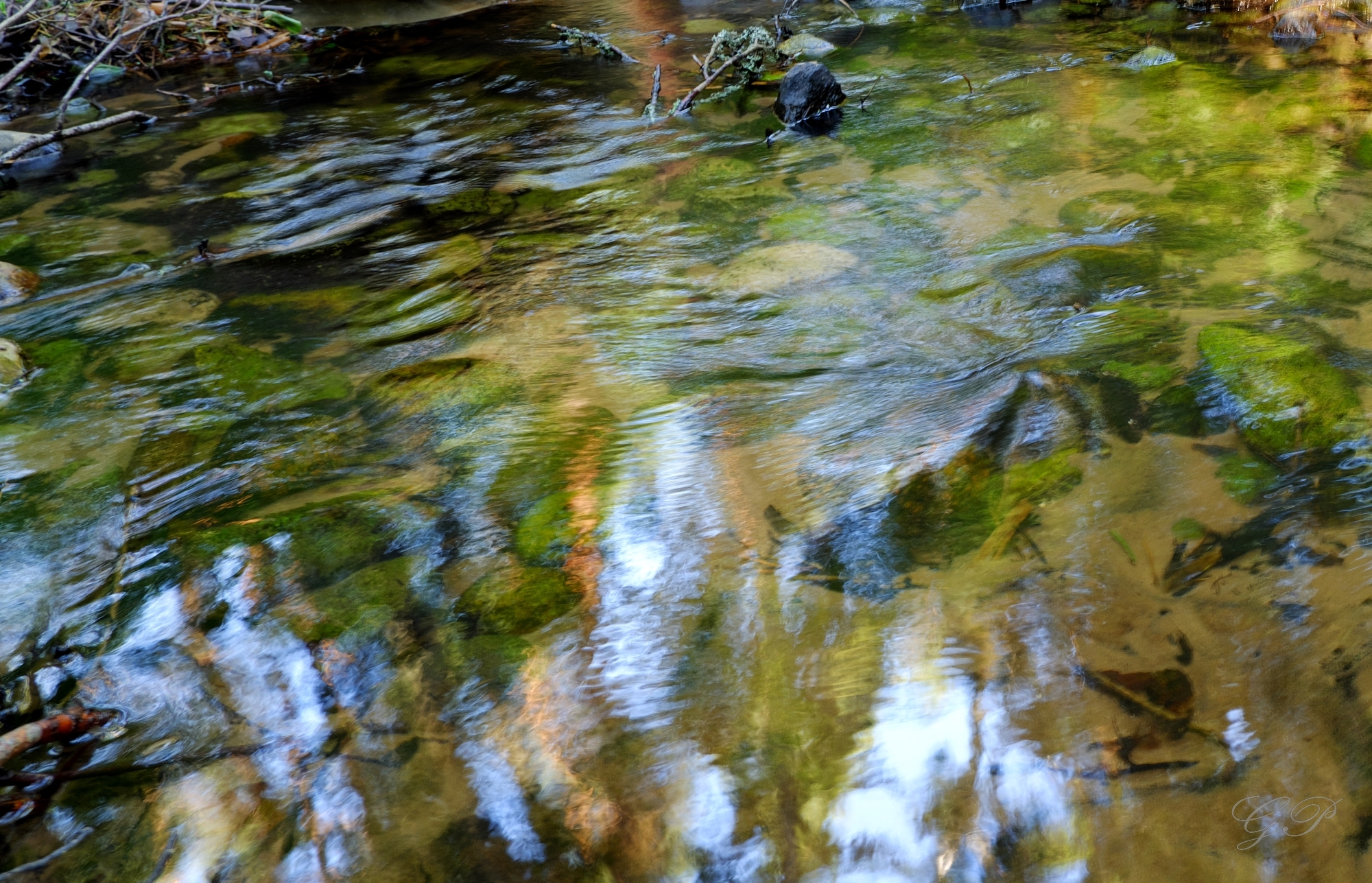 Old Forest Stream