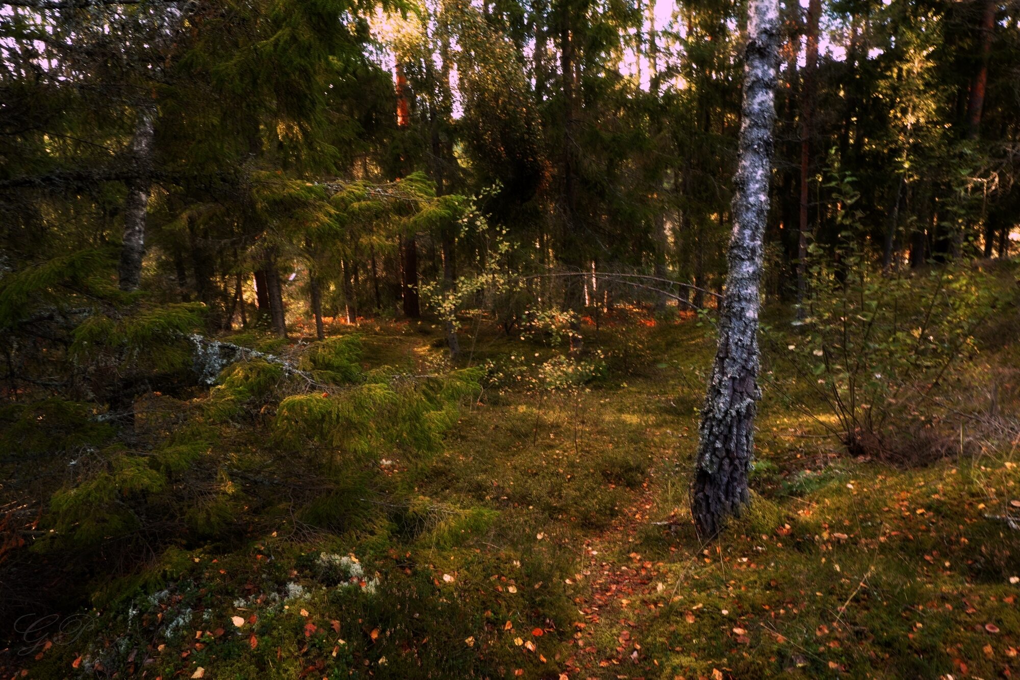 The Magic of the Autumn Forest