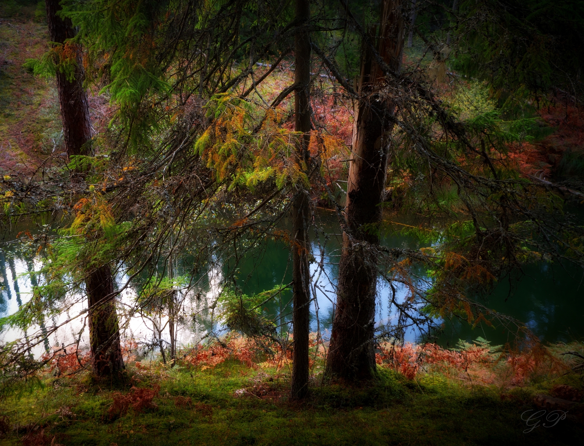 The Magic of the Autumn Forest_1