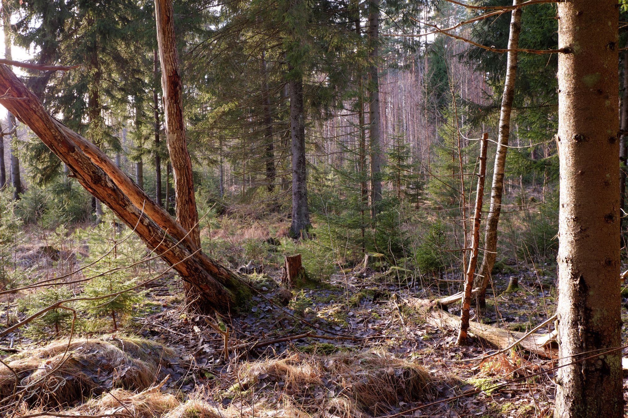 The Forest Wakes up