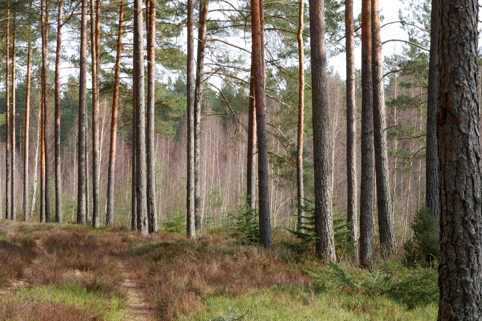 Forest in April - Nature photography blog by GP