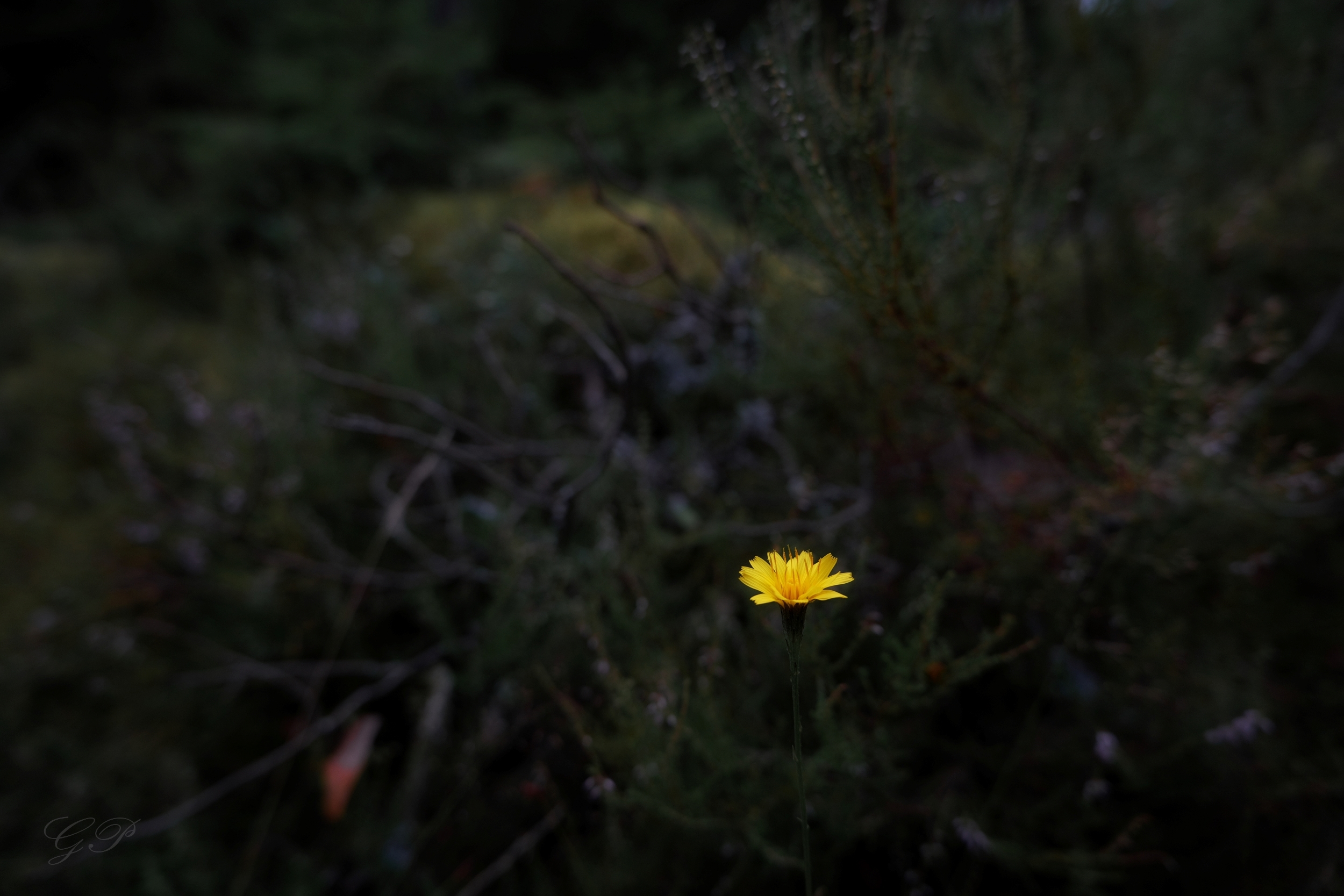 A small yellow flower in a dark forest