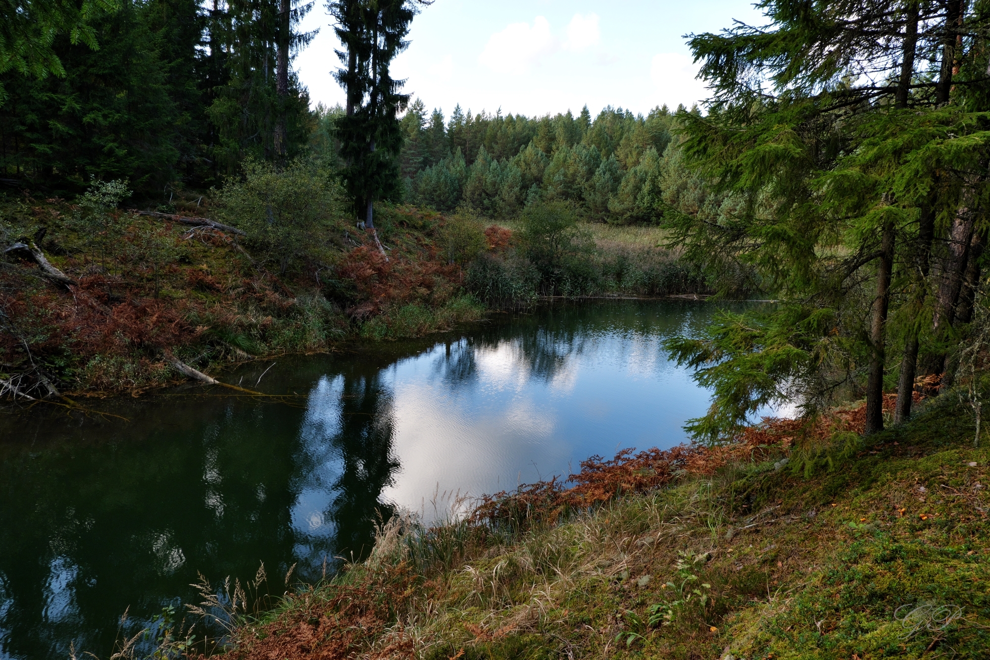 Peaceful Forest River