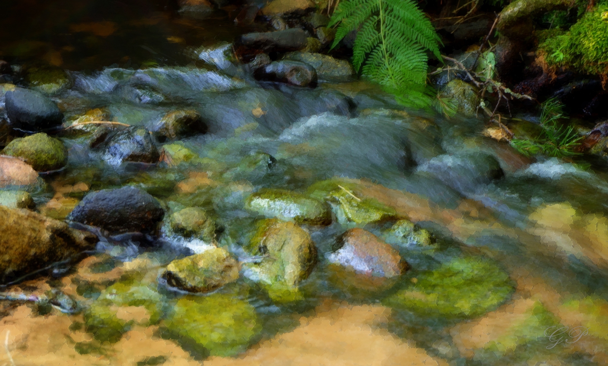 Stones in a Forest Stream