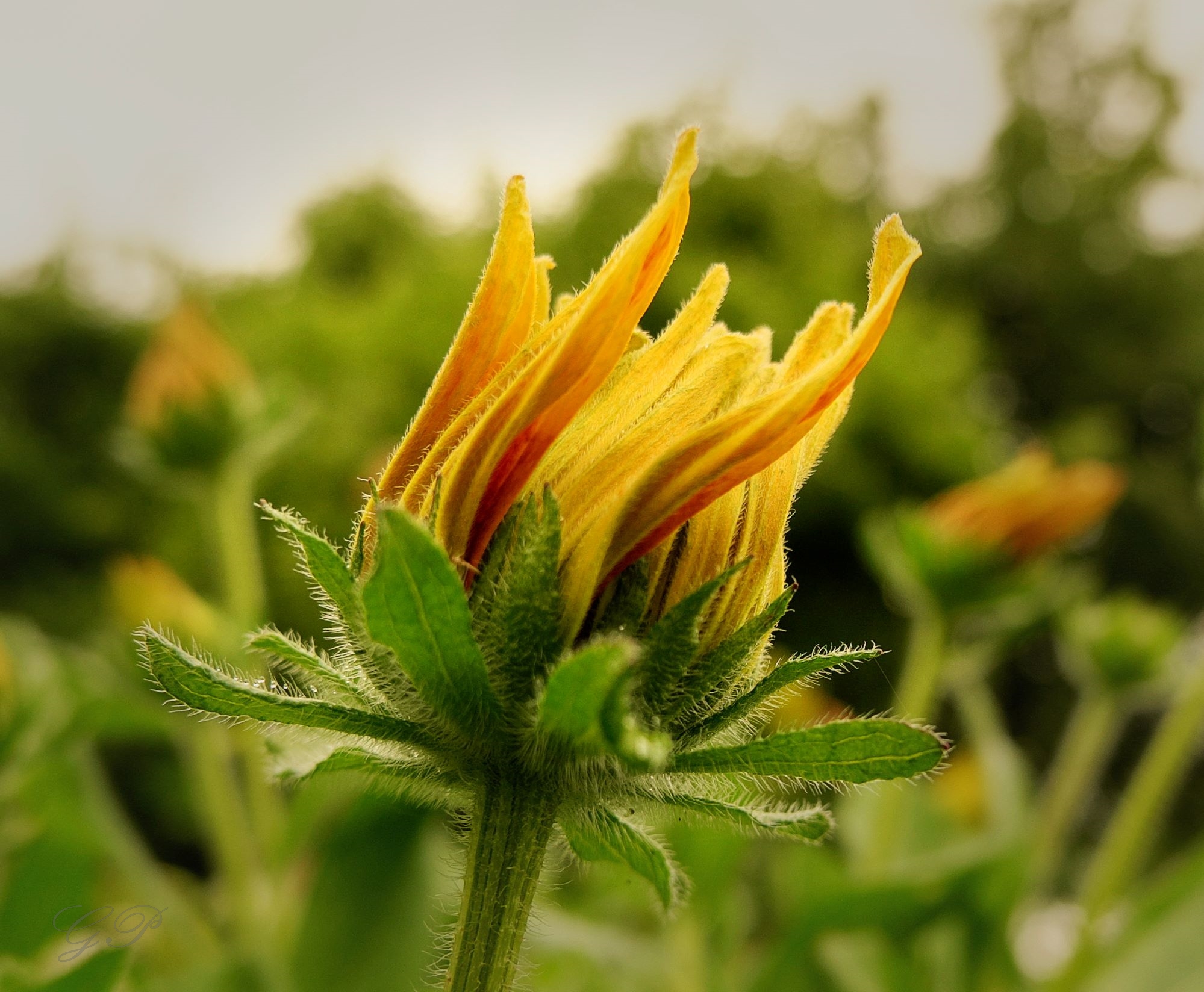 June Magic in the Garden