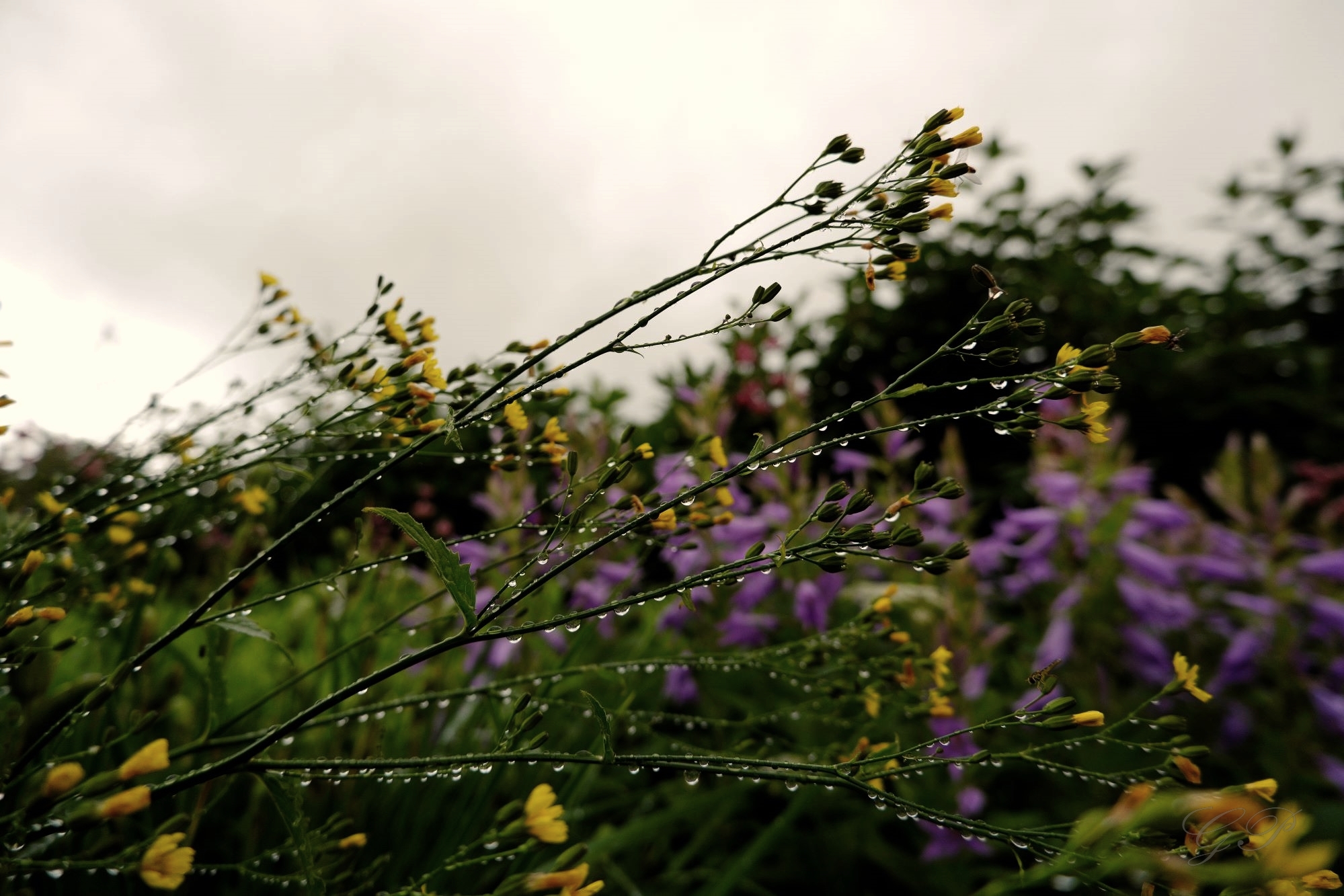 June in the Garden