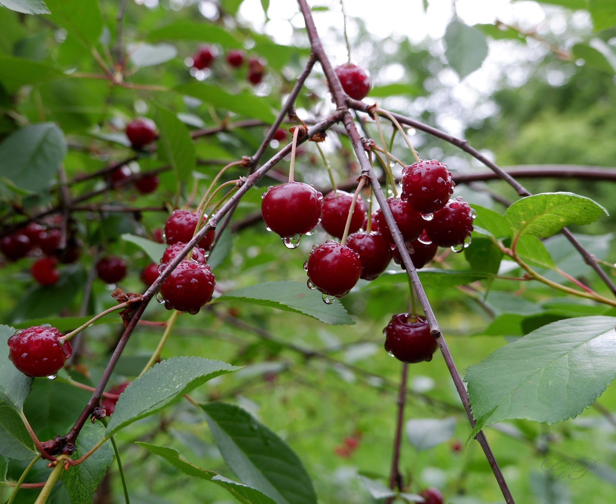 Cherries in the rain