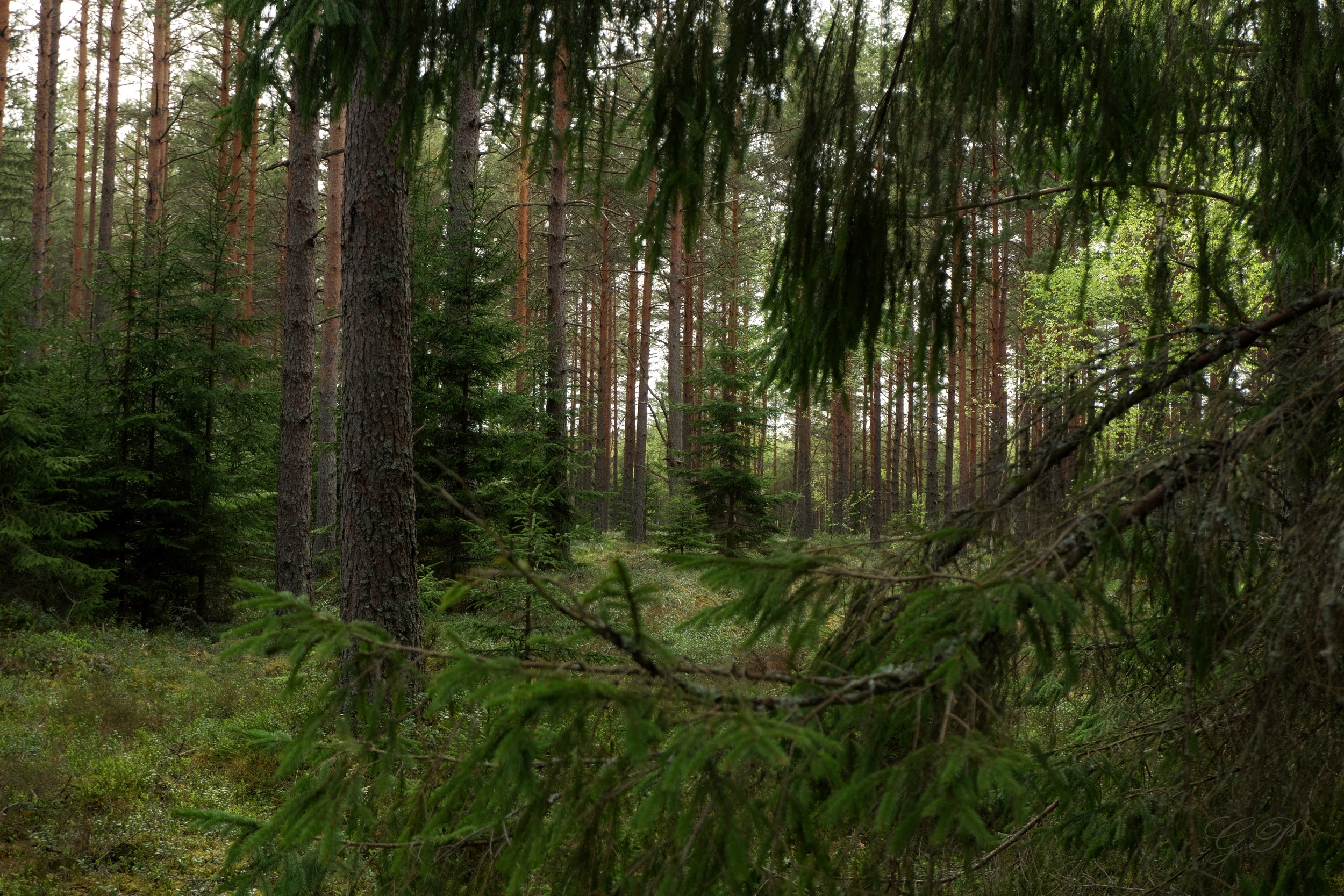 Forest through Spruce Branches