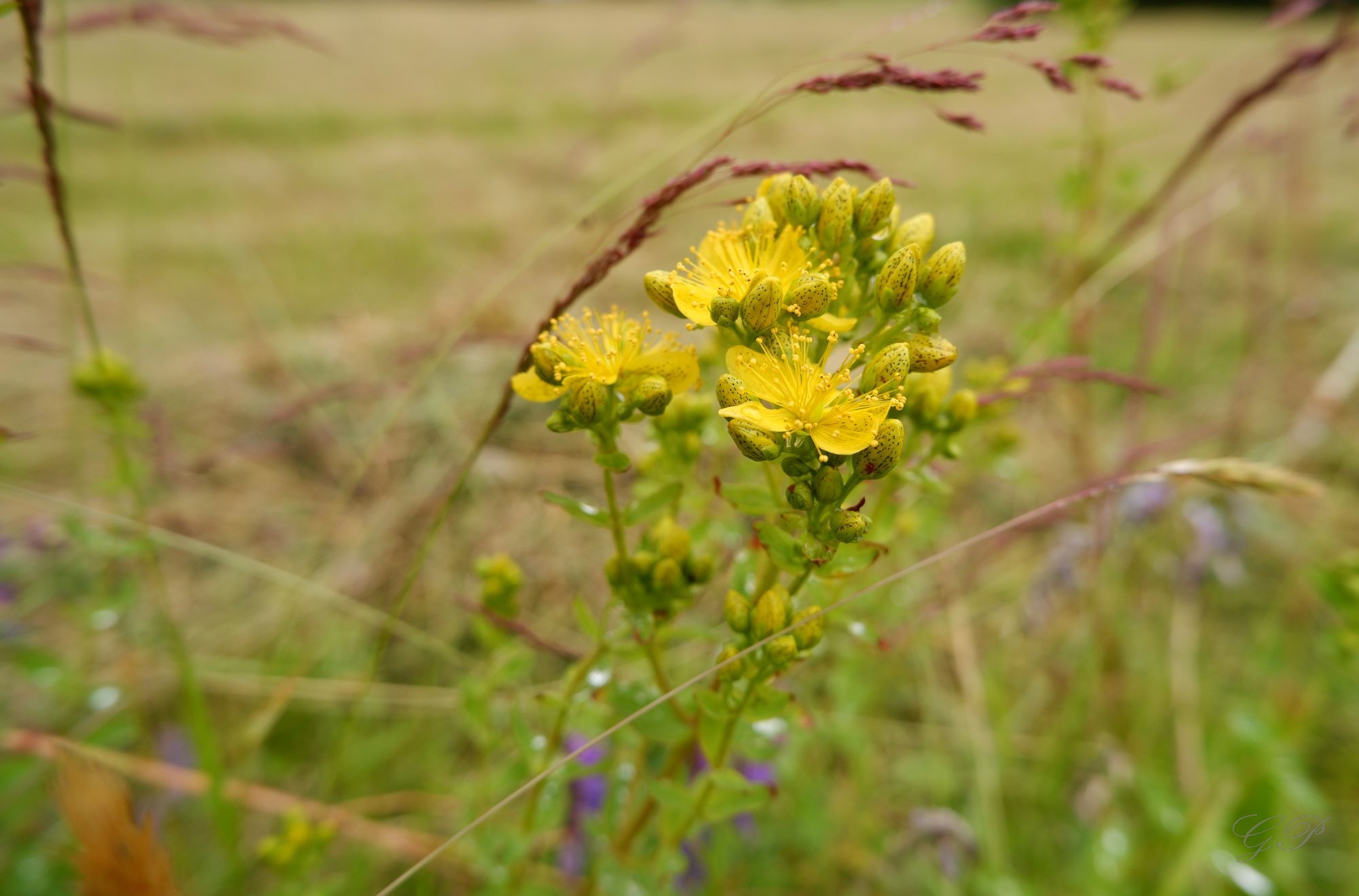 Meadows-Flowers_2