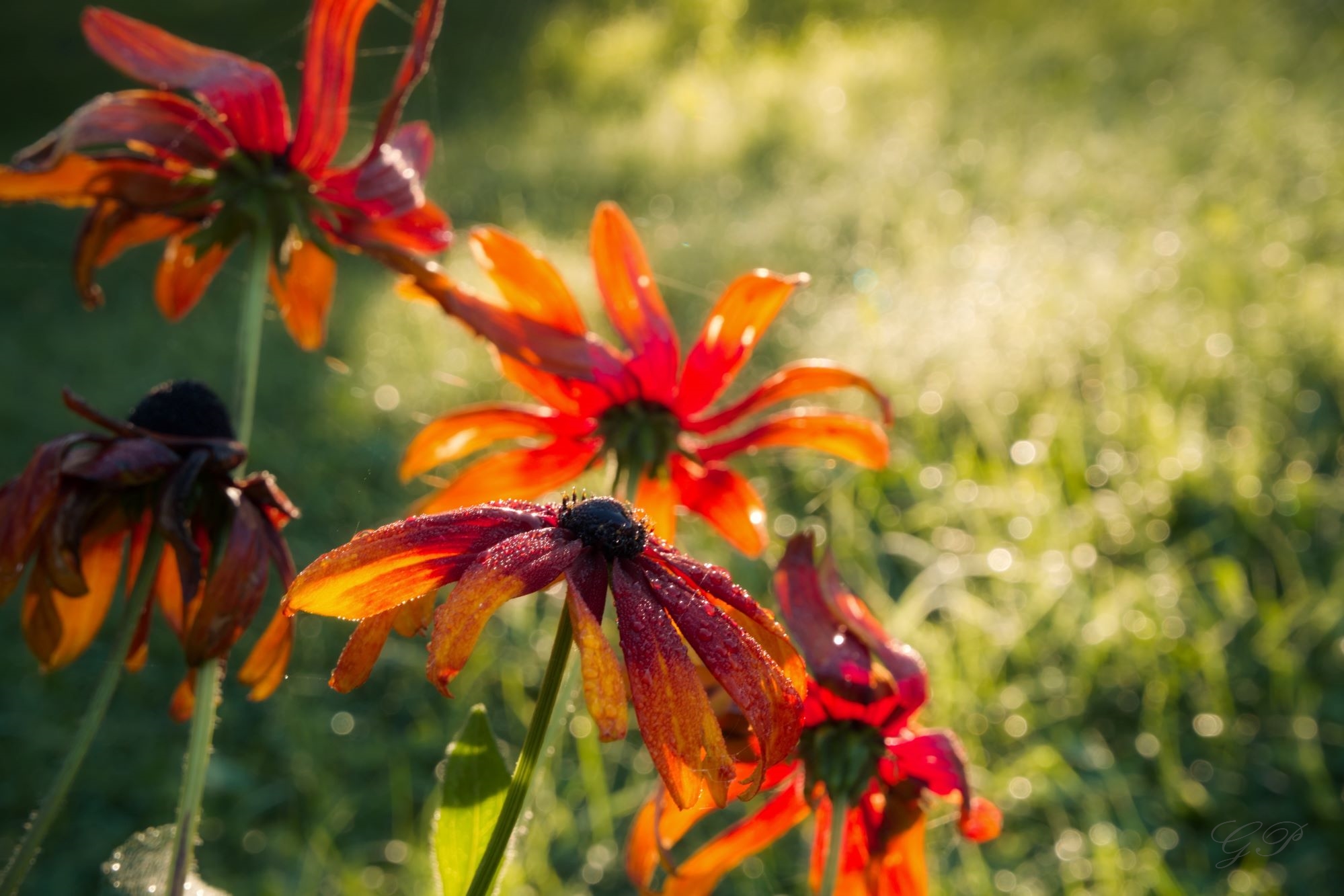 Rudbeckias in August