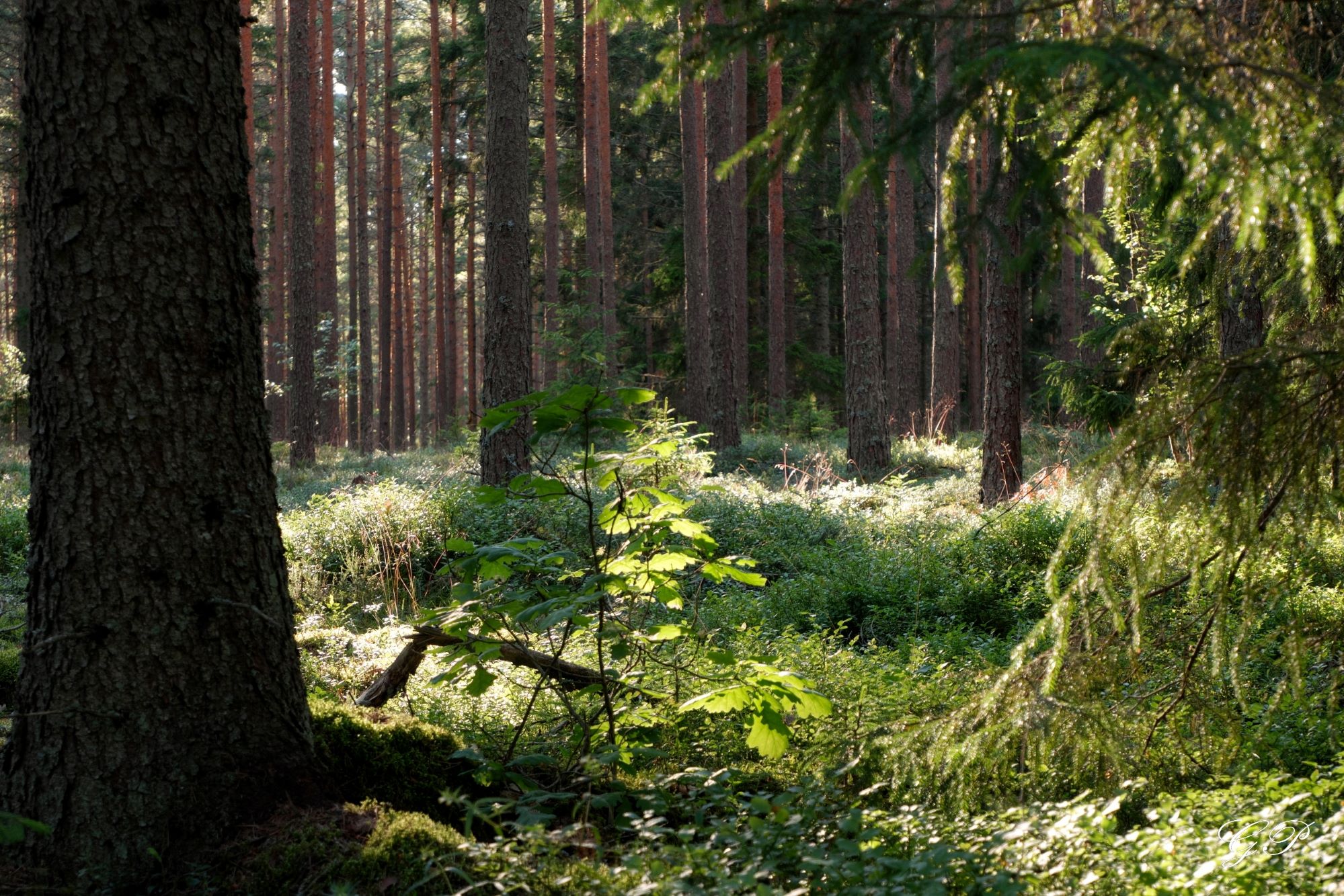 Small Oak in Spruce Forest