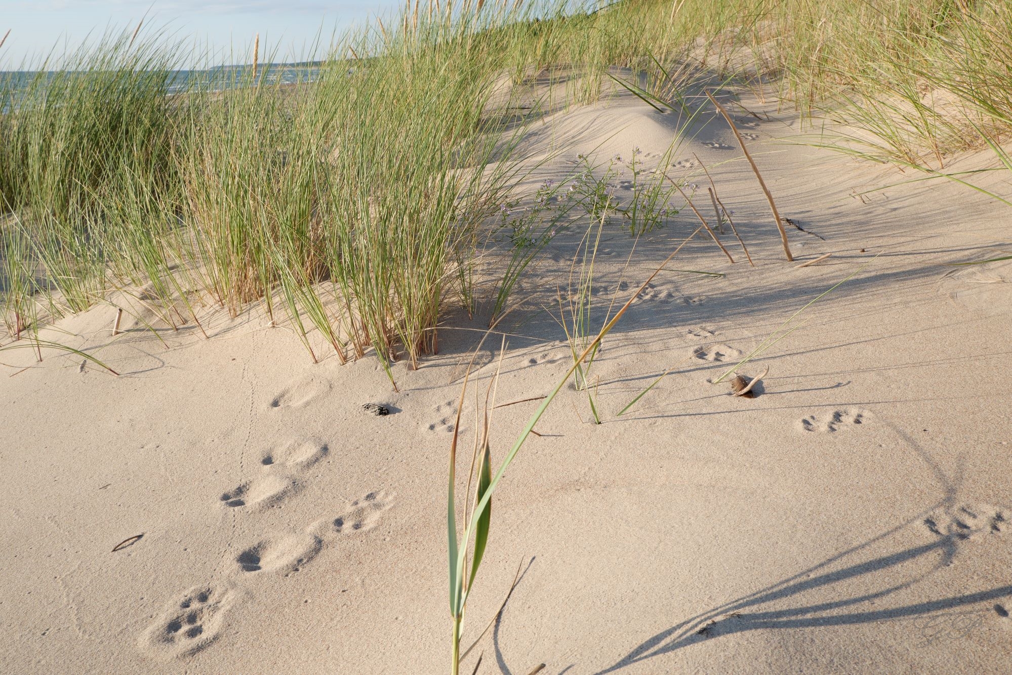 Imprints on Beach Sand