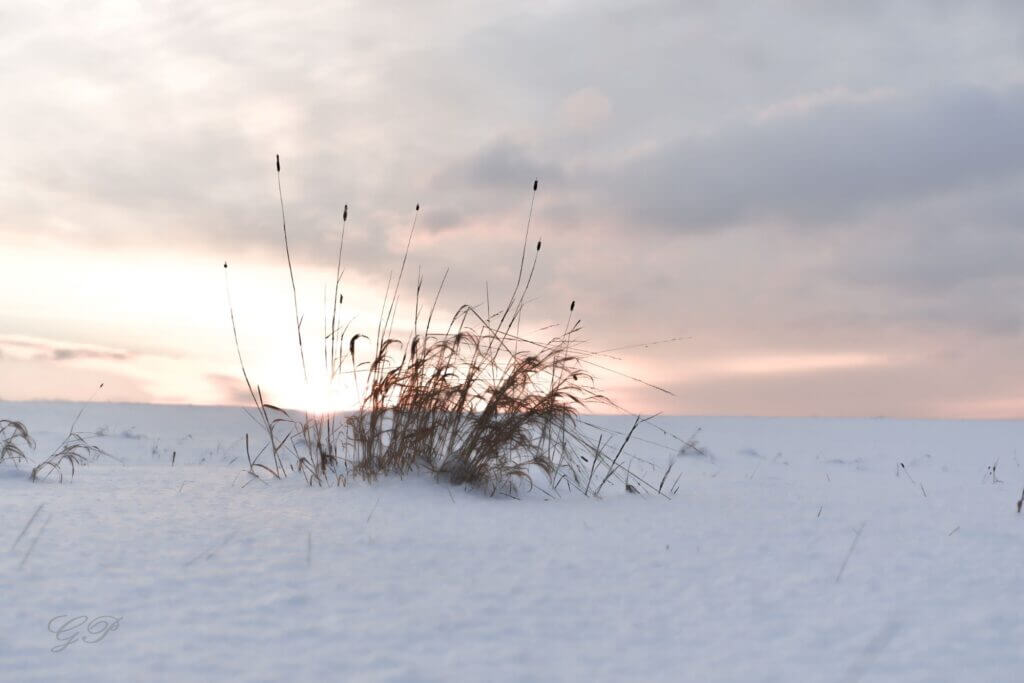 Winter Landscape