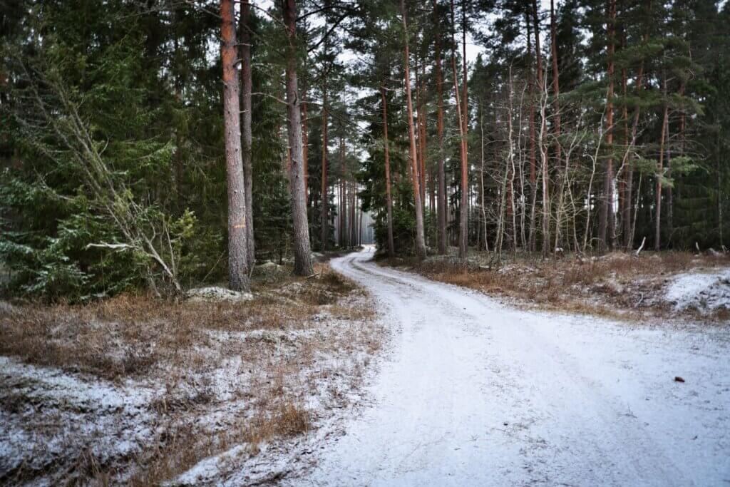 Forest in December