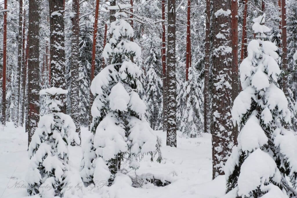 Forest in the Snow