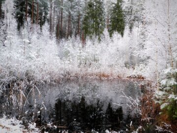 Forest Lake in Winter